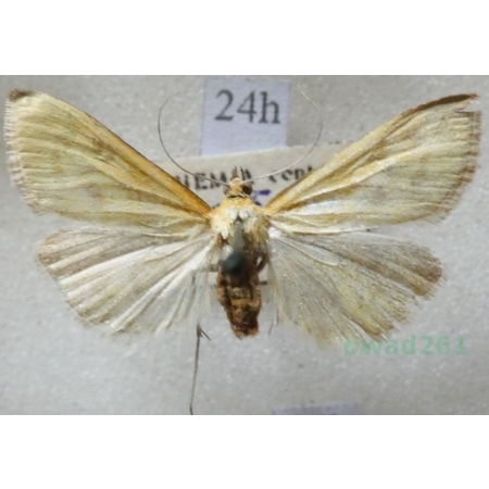 Ostrinia nubilalis (Hübner, 1796) Omacnica prosowianka Czech24h